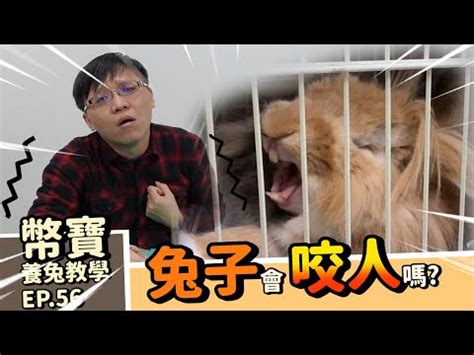 兔子生氣不理人|兔子生氣的表現及原因